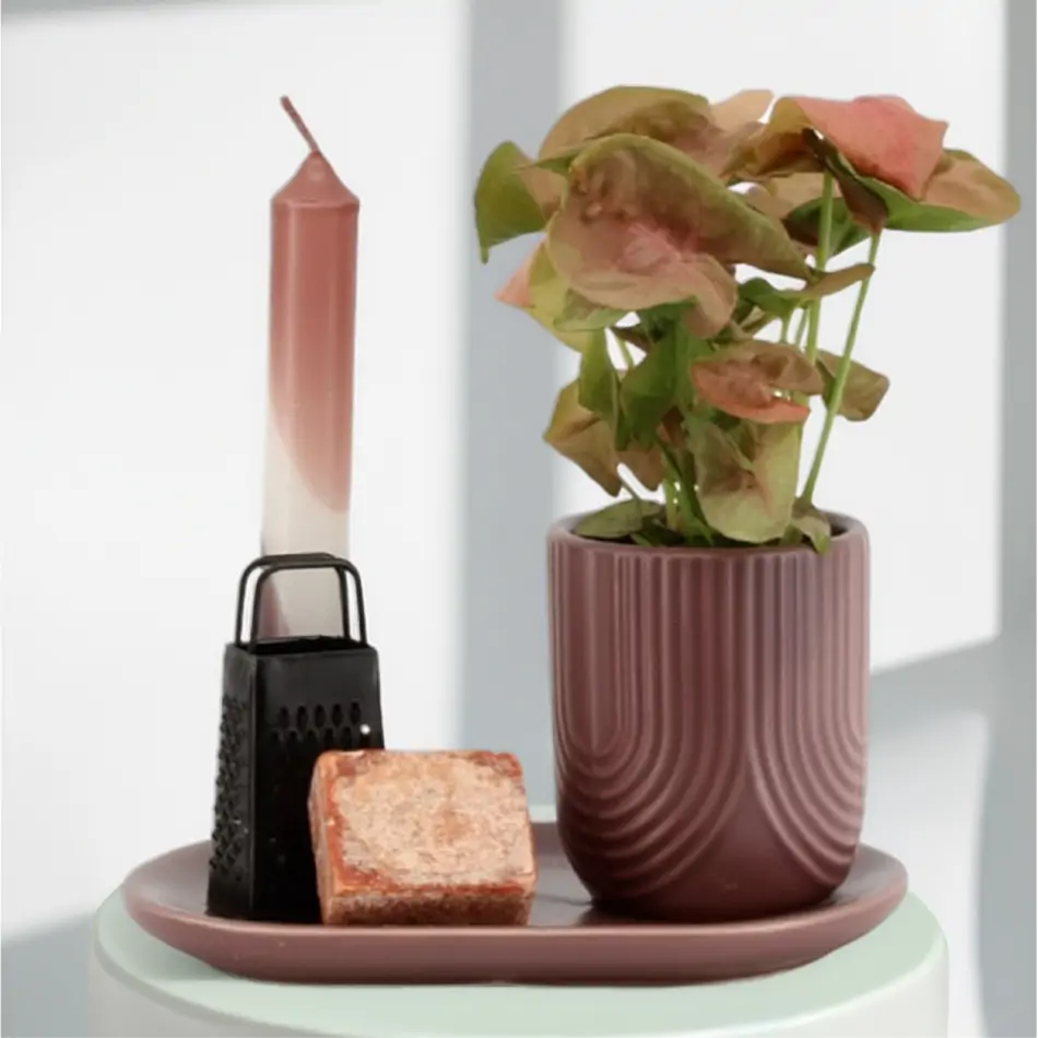 Caja regalo de planta y esencias aromáticas