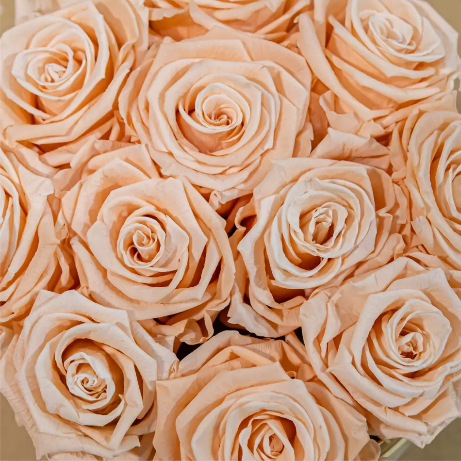 Capsa de roses preservada mitjana