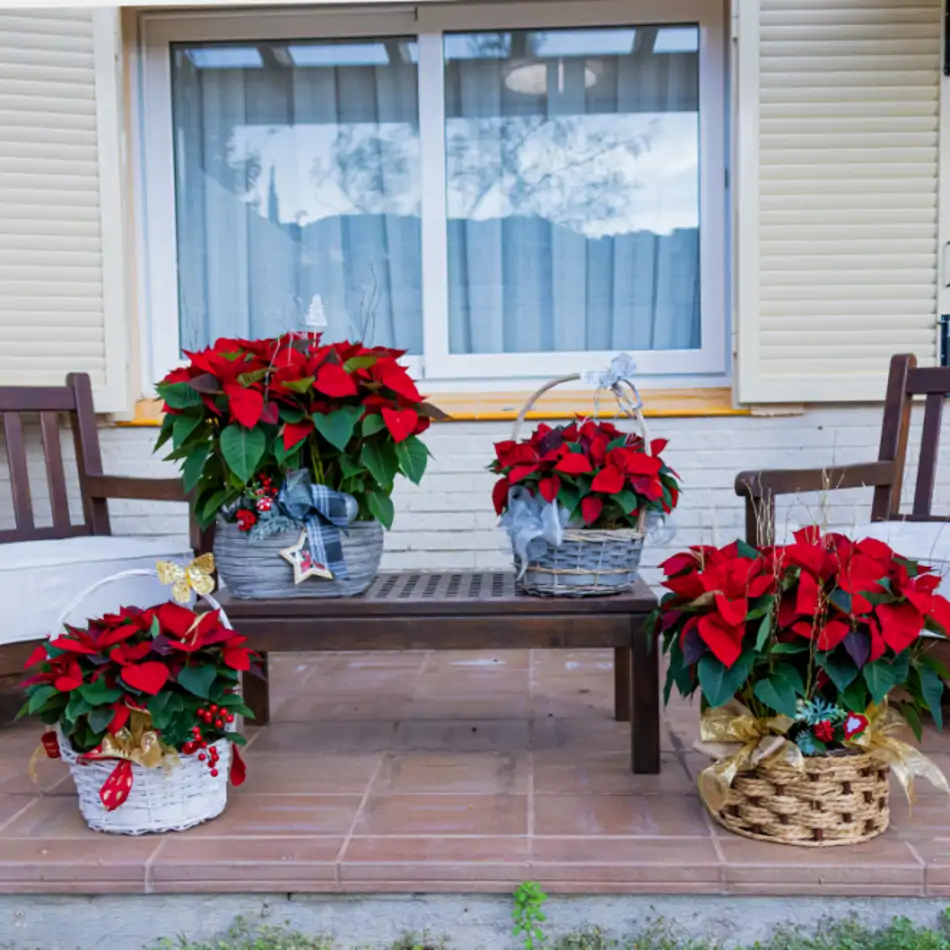 Composició poinsetties en base mimbre