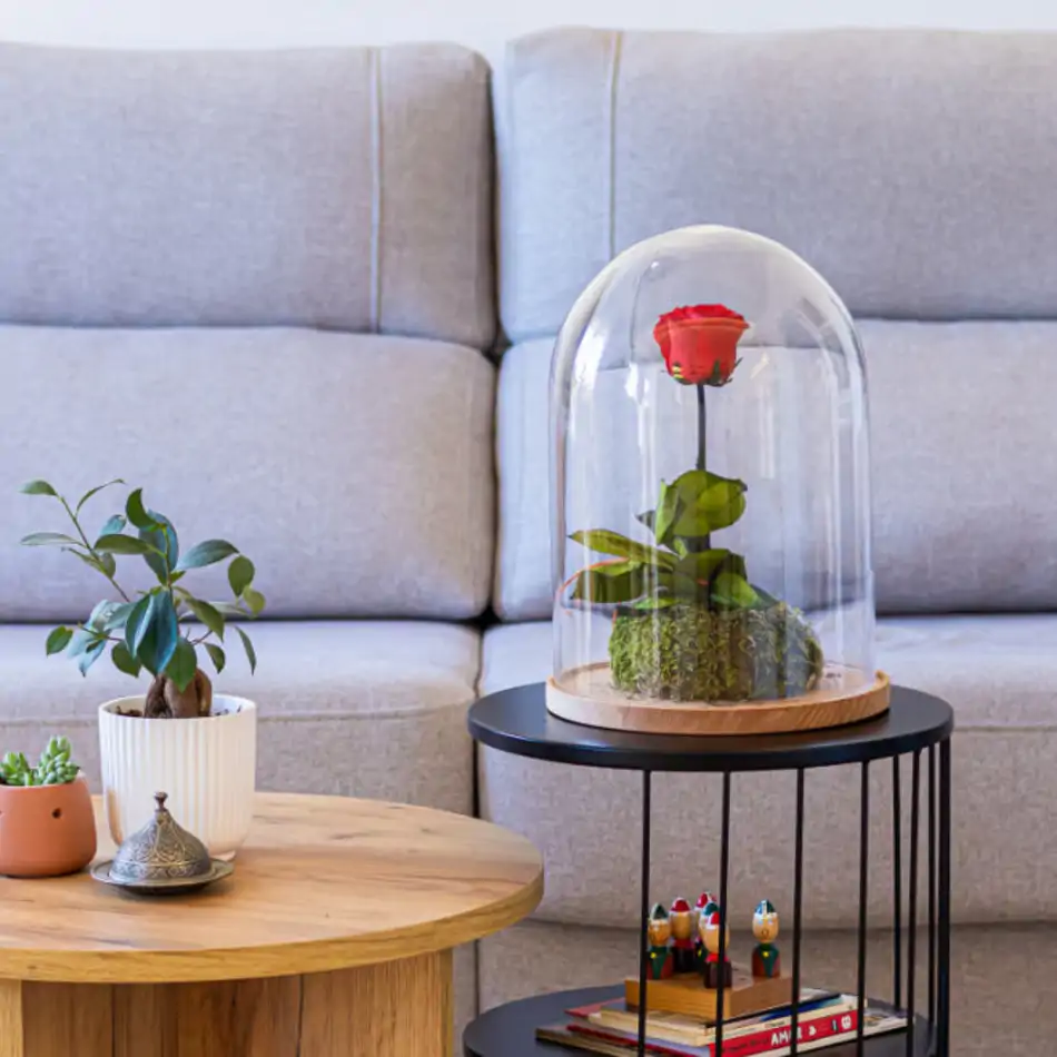 Cúpula de cristal con rosa liofilitzada en kokedama