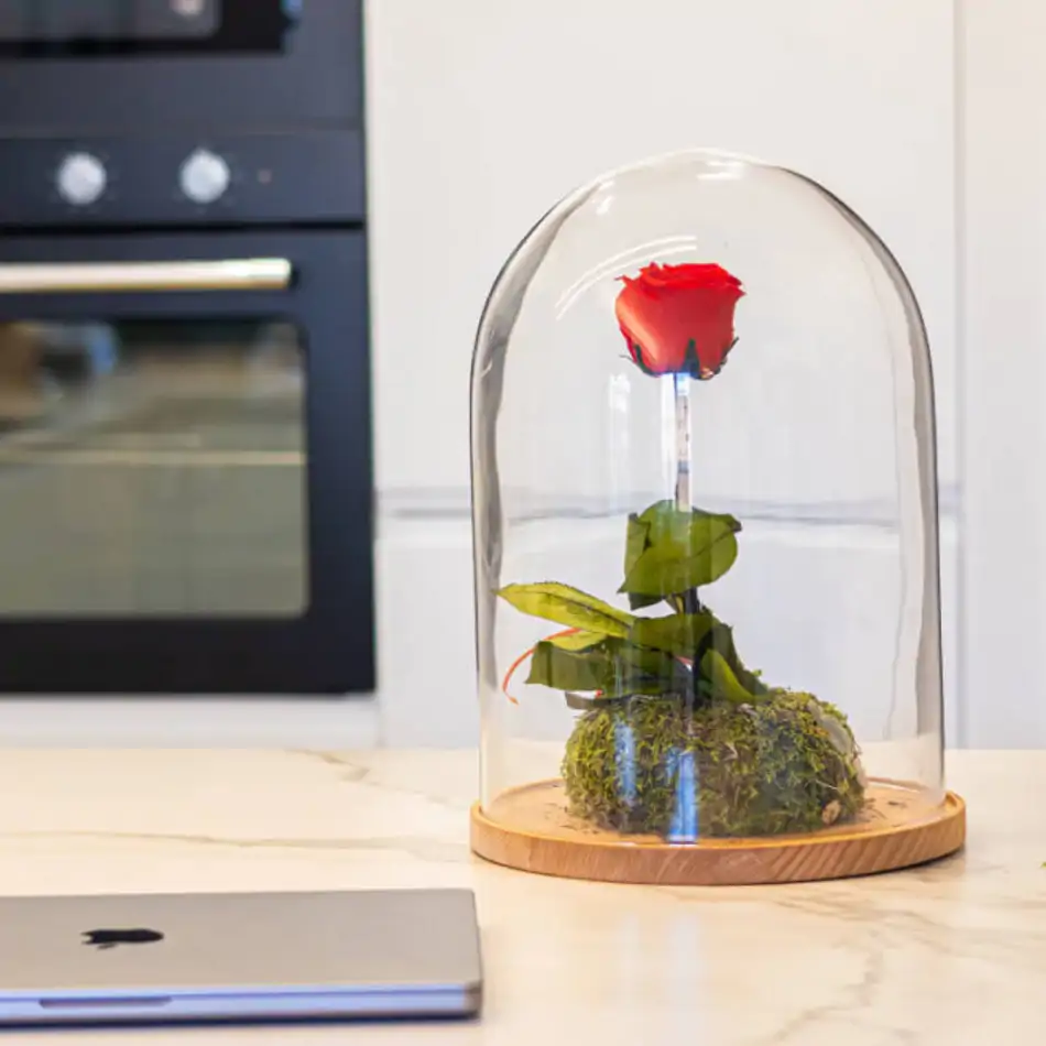 Cúpula de cristal con rosa liofilitzada en kokedama