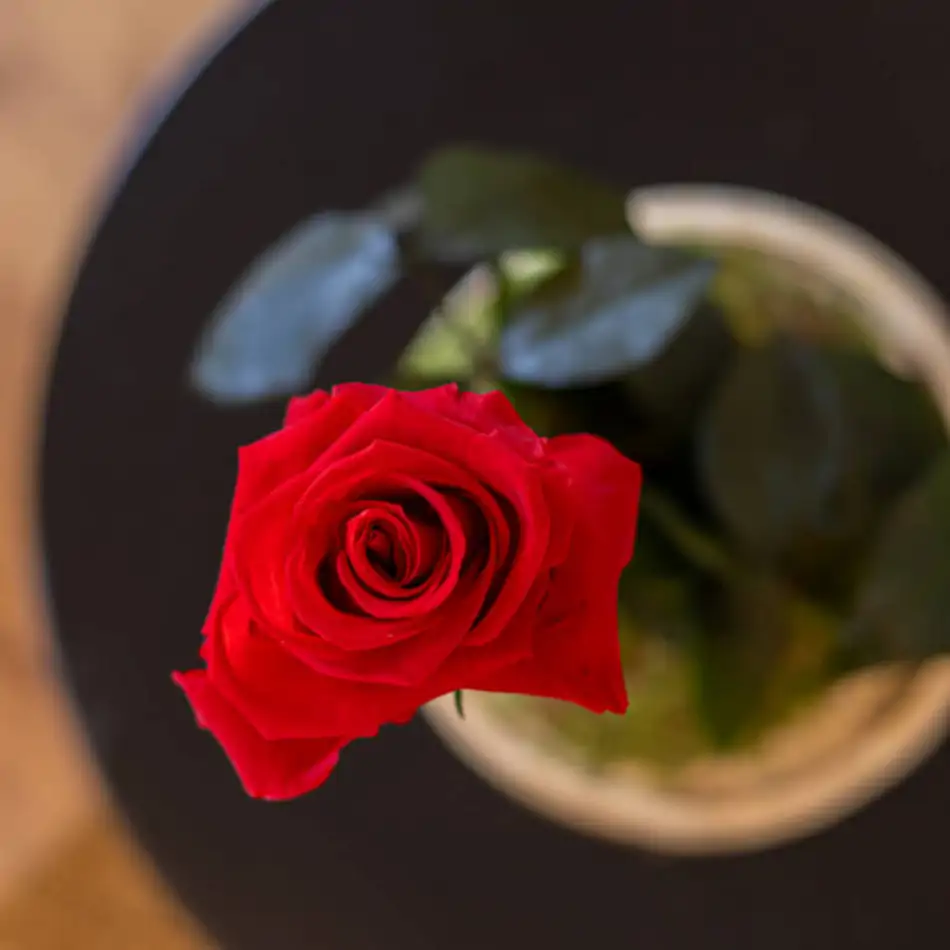 Cúpula de cristal con rosa liofilitzada en kokedama