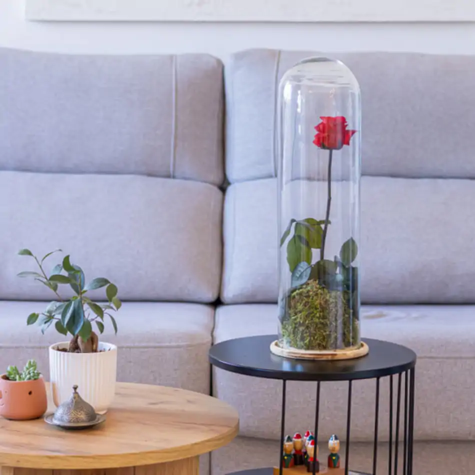 Cúpula de cristal con rosa liofilitzada en kokedama