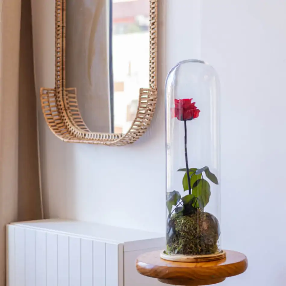 Cúpula de cristal con rosa liofilitzada en kokedama