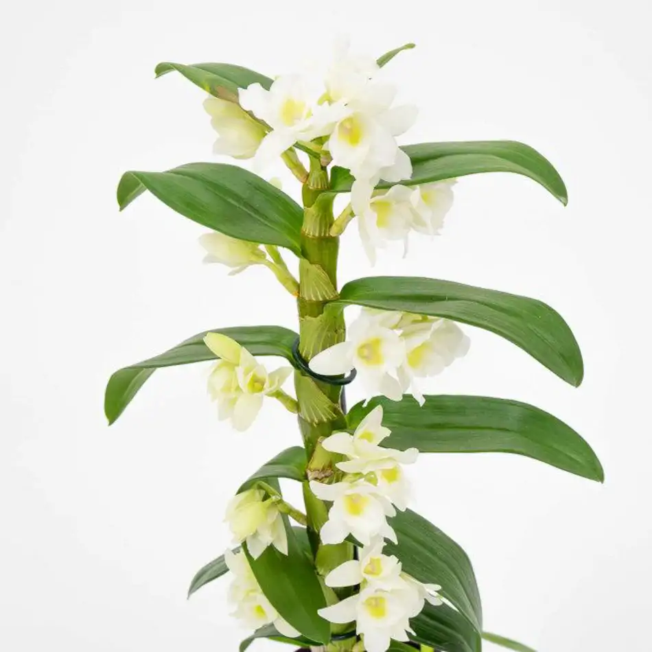 Dendrobium