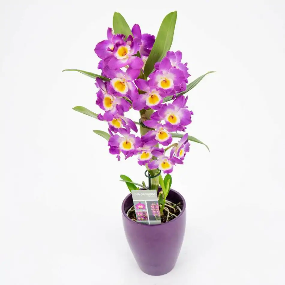 Dendrobium