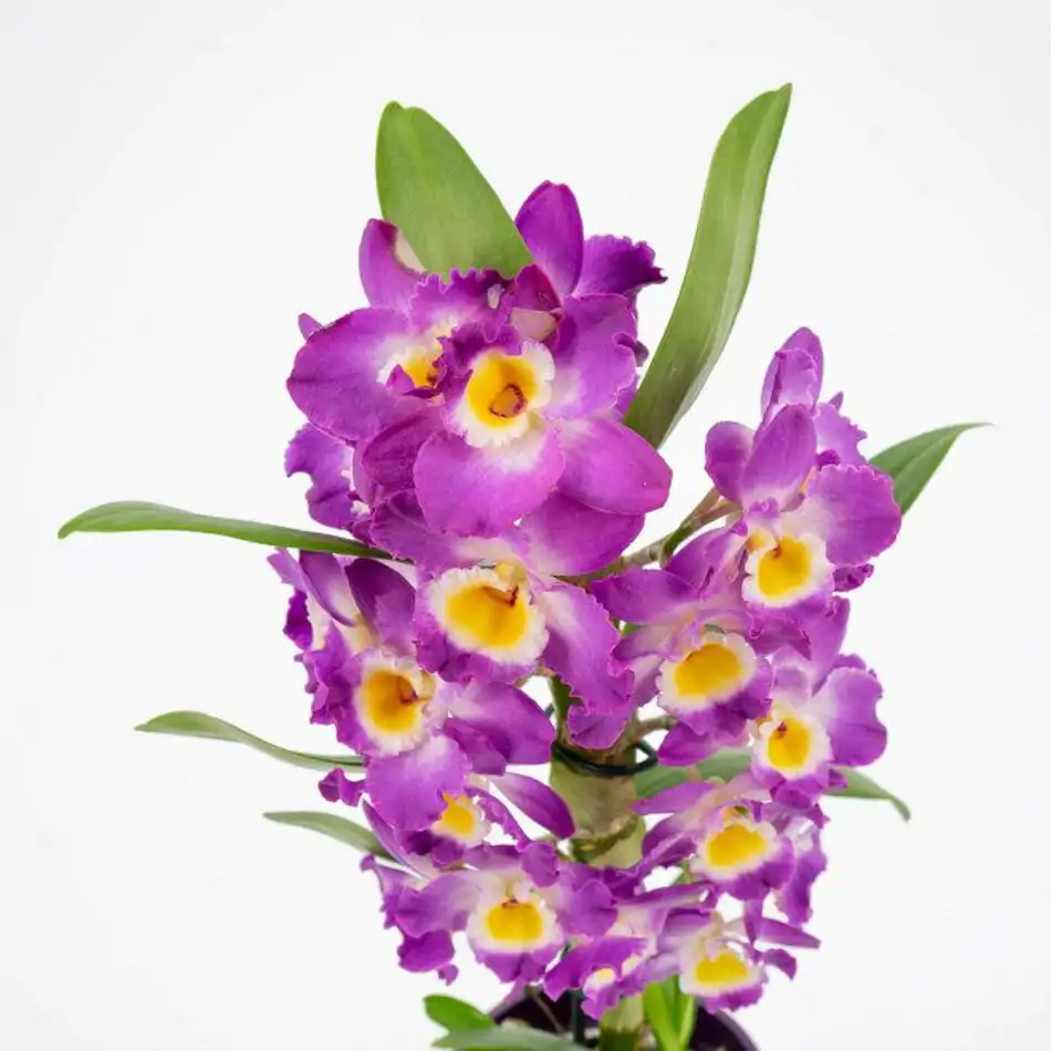 Dendrobium