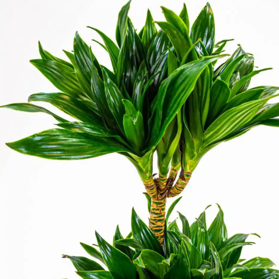 Dracaena Compacta