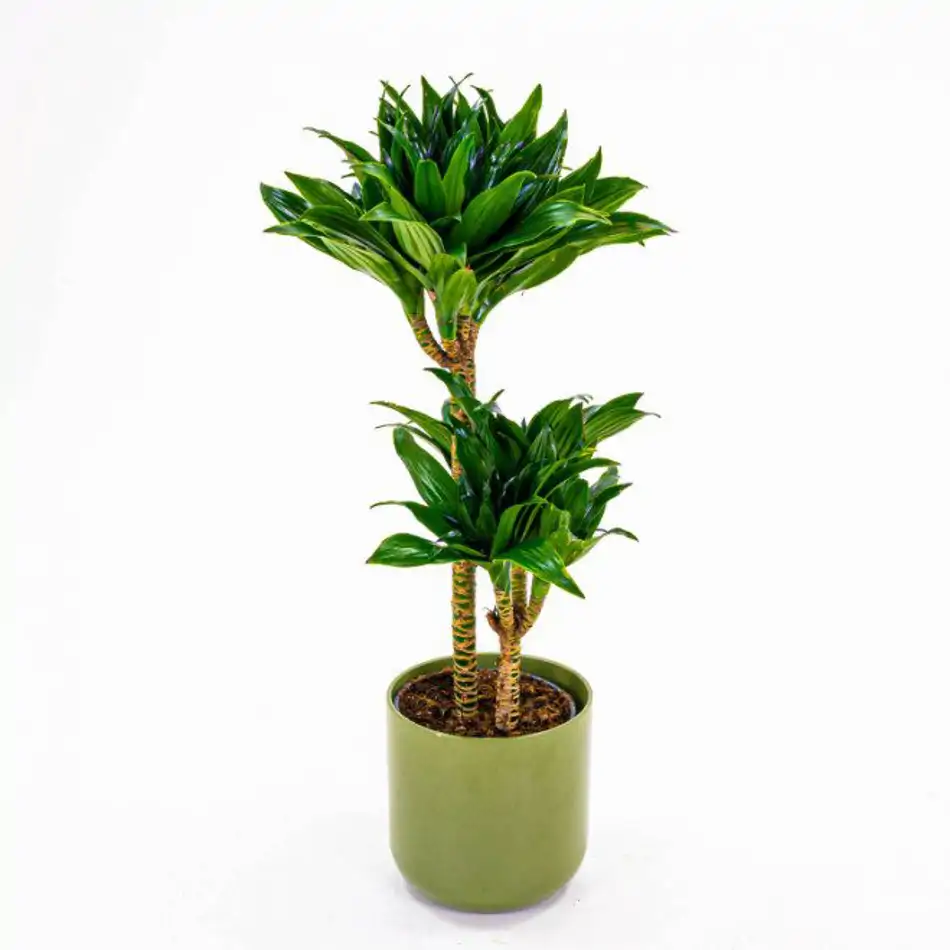 Dracaena Compacta