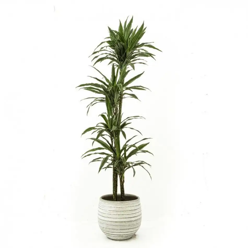 Dracaena Deremensis