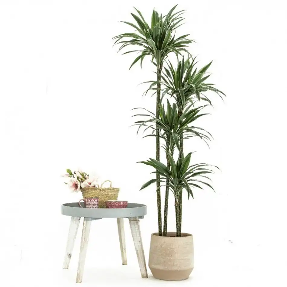 Dracaena Deremensis