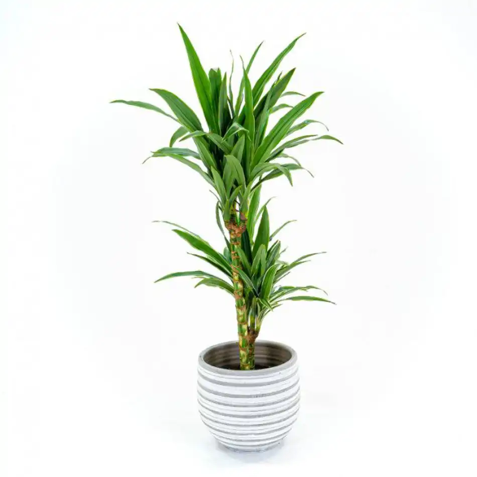 Dracaena Deremensis