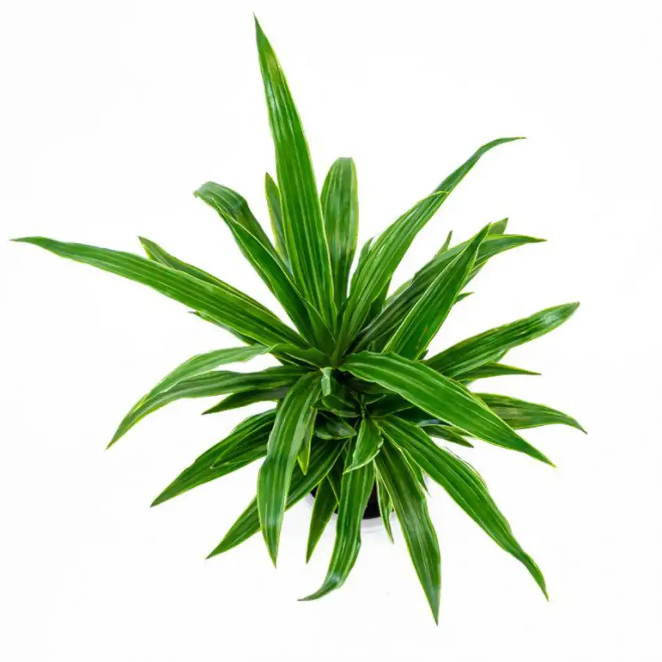 Dracaena Deremensis