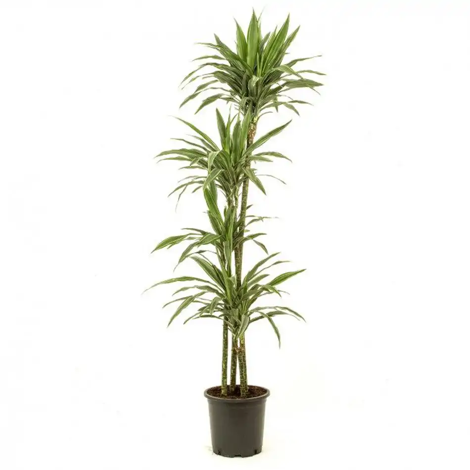 Dracaena Deremensis