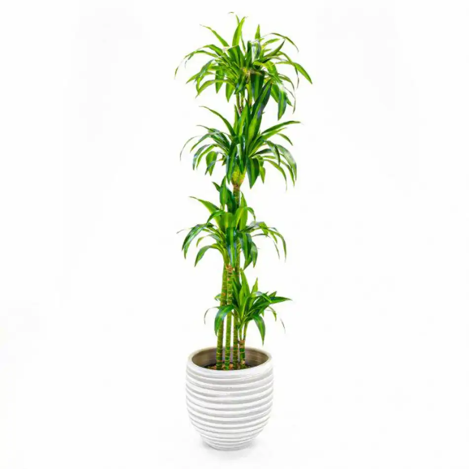 Dracaena Hawai