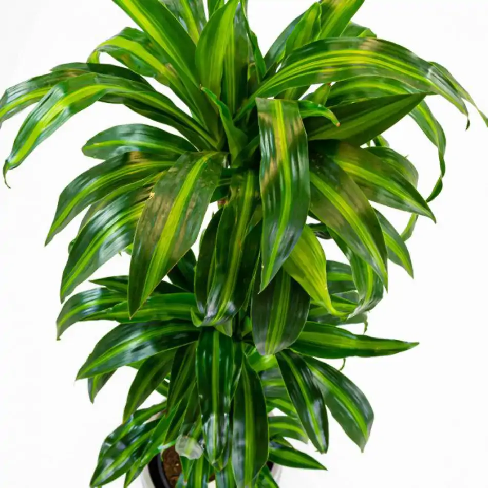 Dracaena Hawai