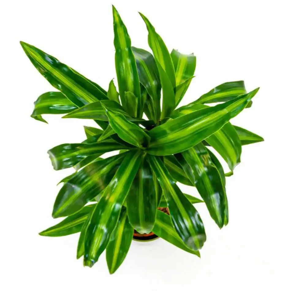 Dracaena Hawai