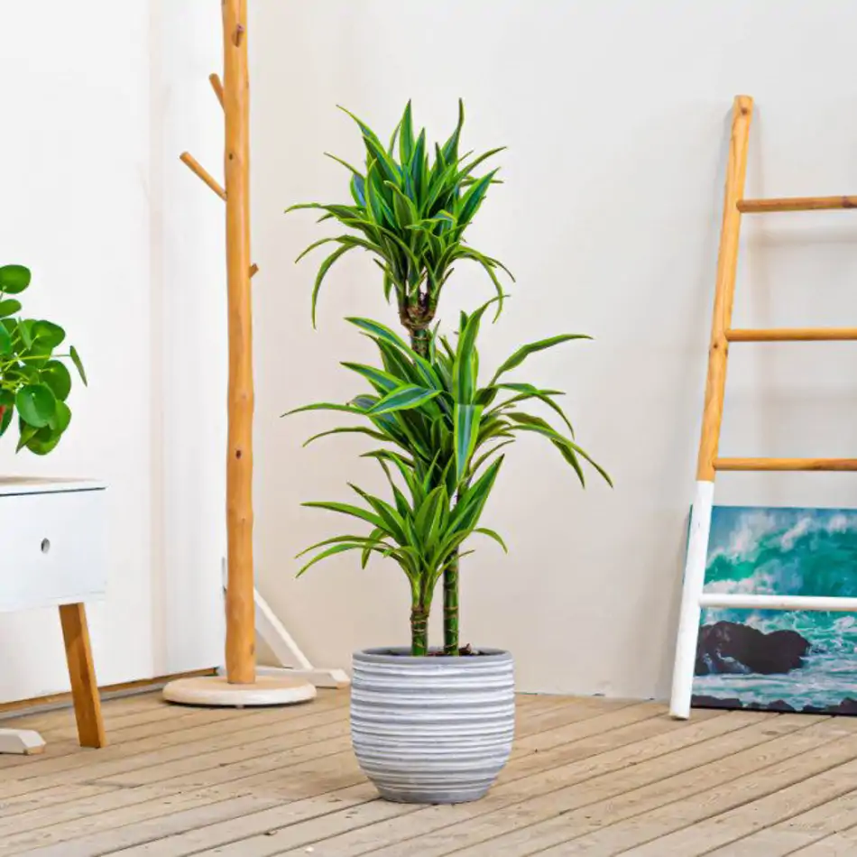 Dracaena Lemon