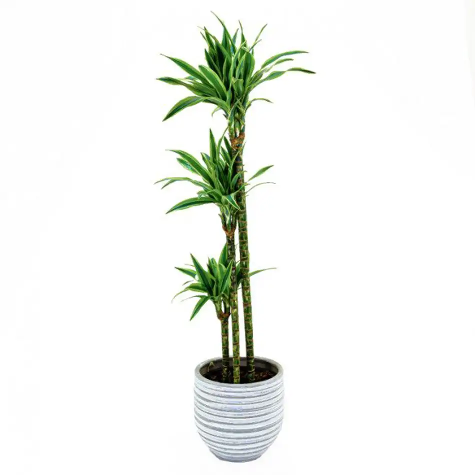 Dracaena Lemon