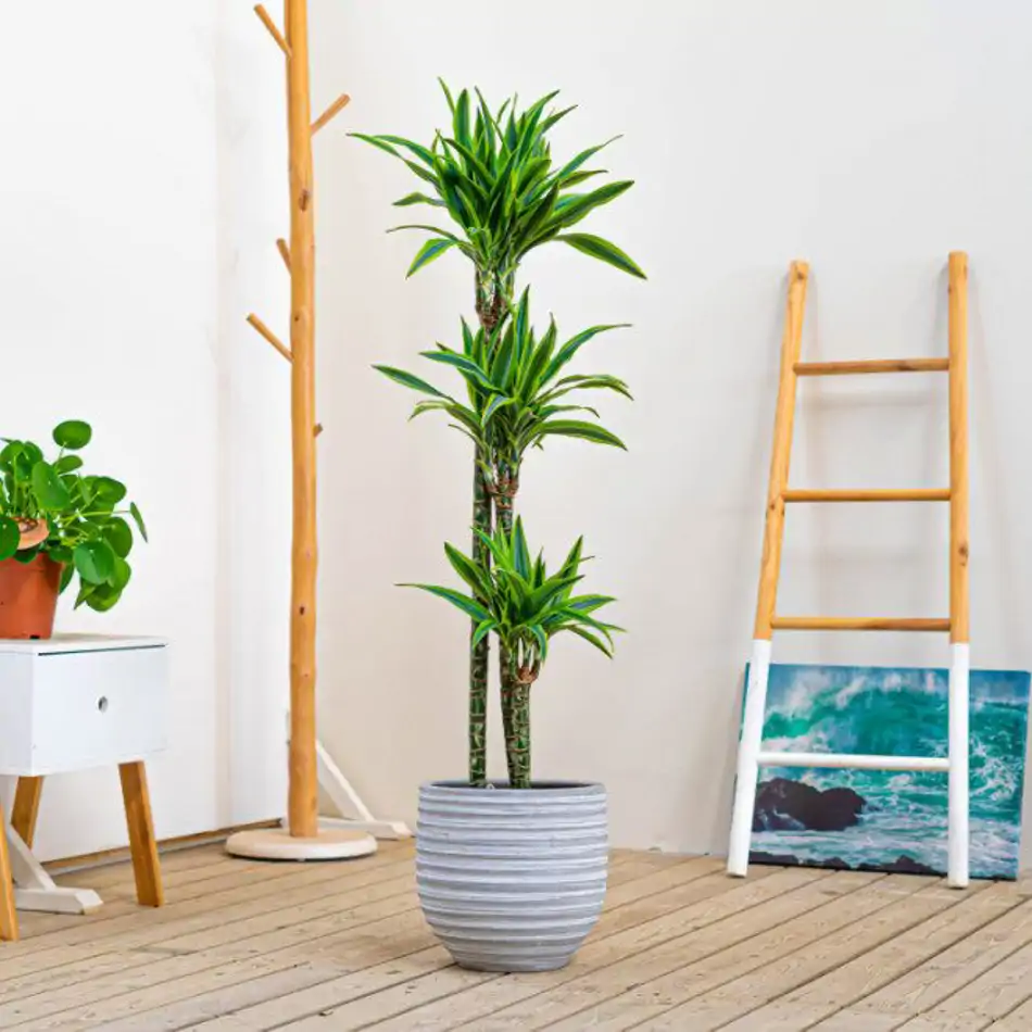 Dracaena Lemon