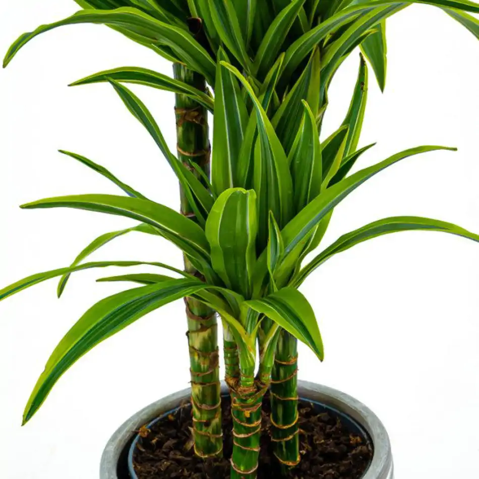 Dracaena Lemon