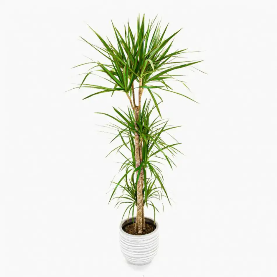 Dracaena Marginata