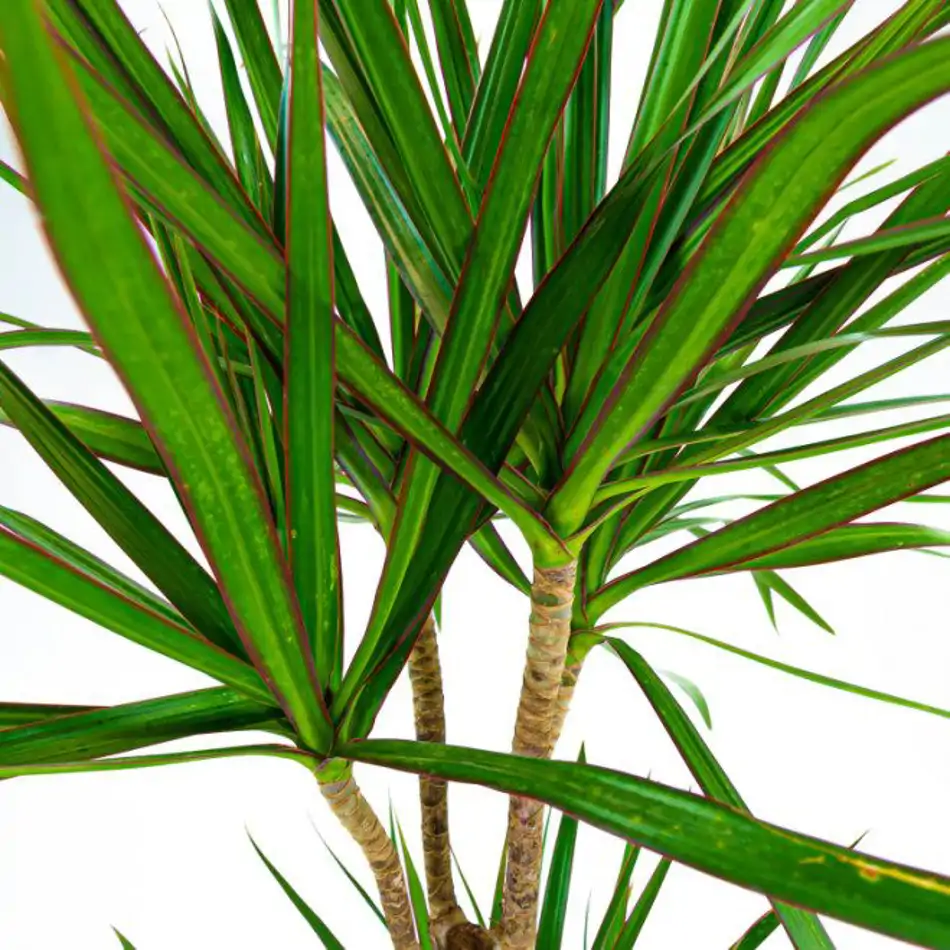 Dracaena Marginata