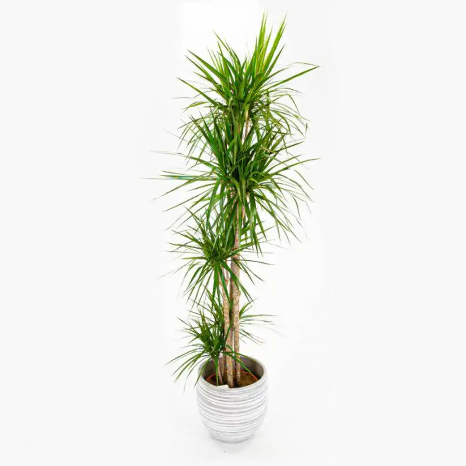 Dracaena Marginata