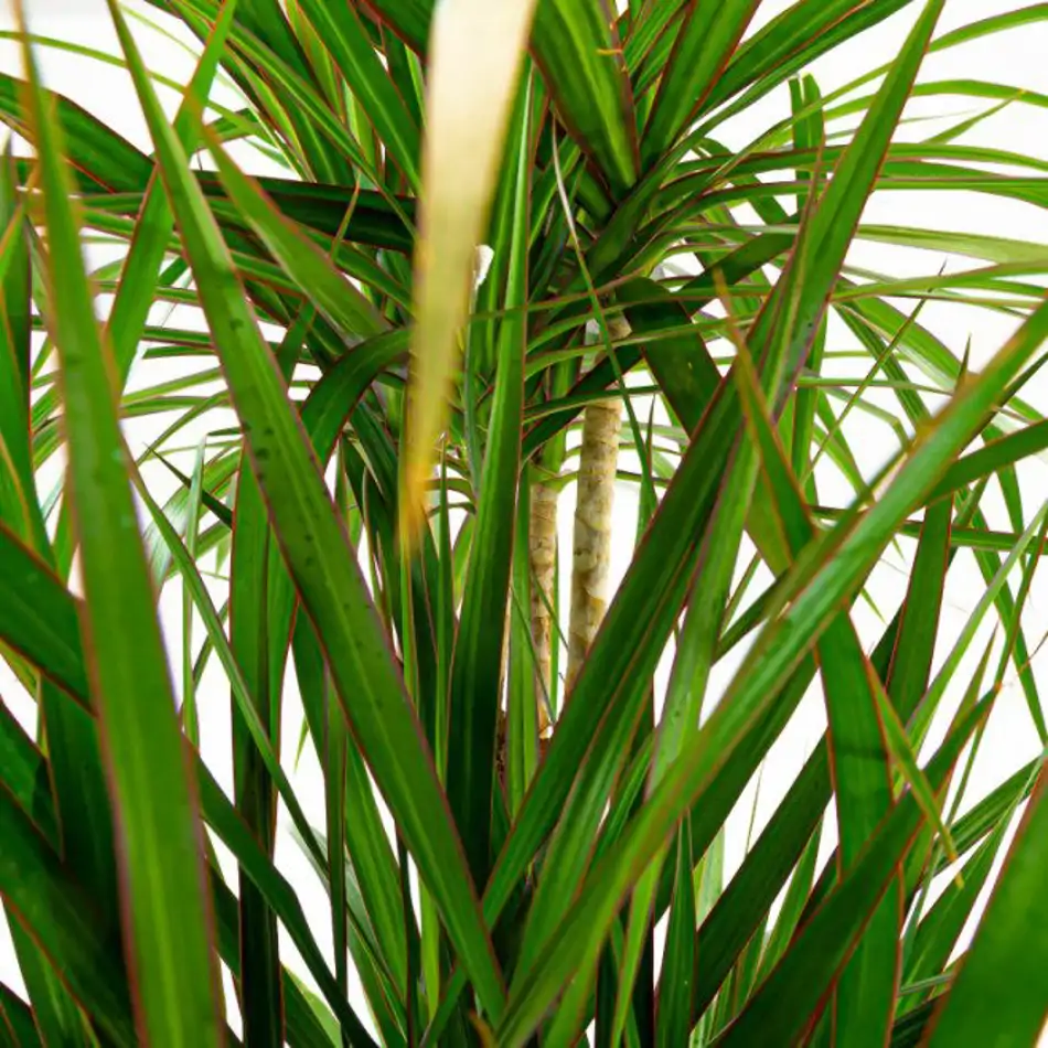 Dracaena Marginata