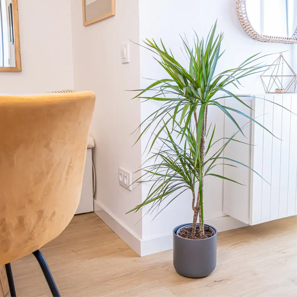 Dracaena Marginata