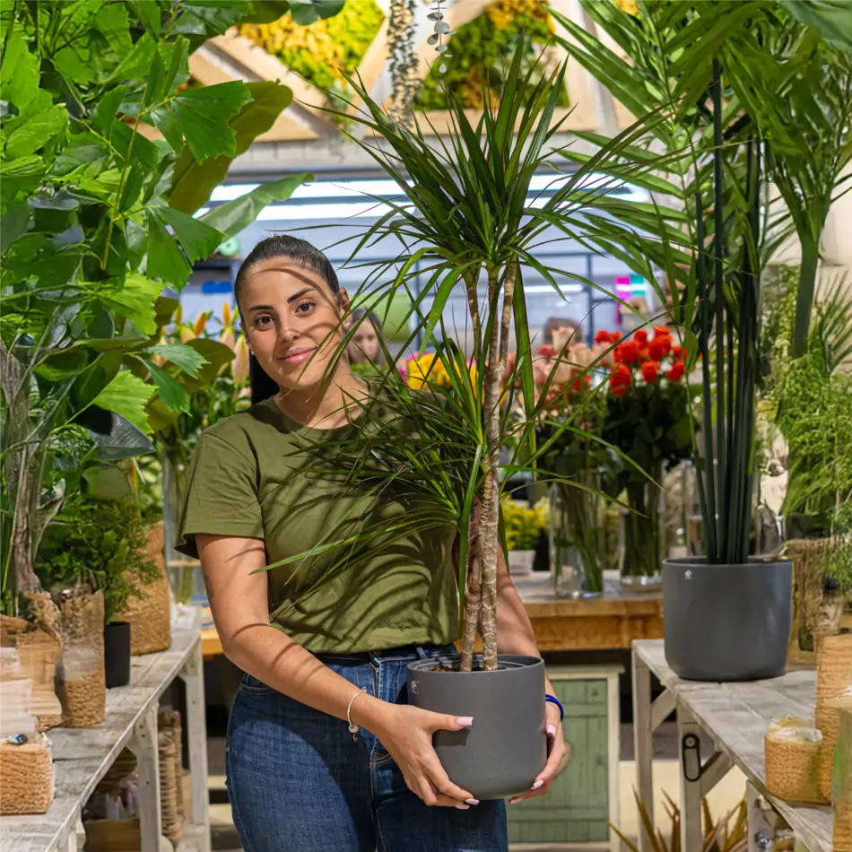 Dracaena Marginata