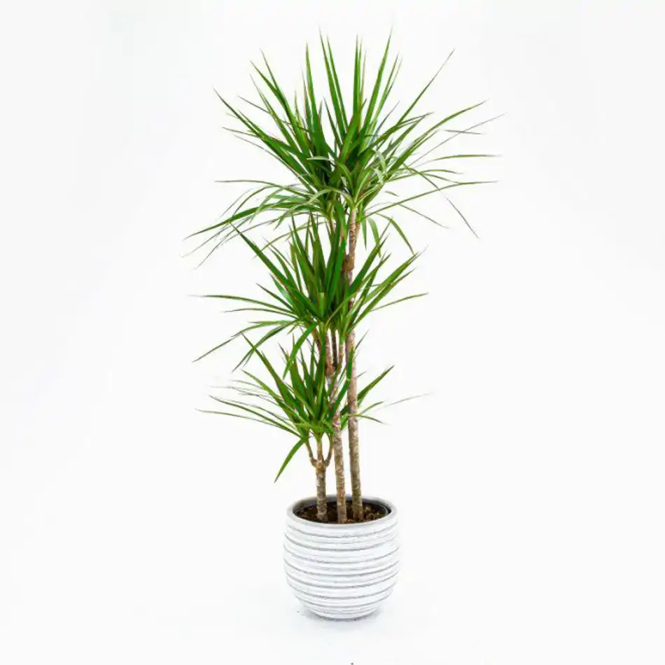 Dracaena Marginata