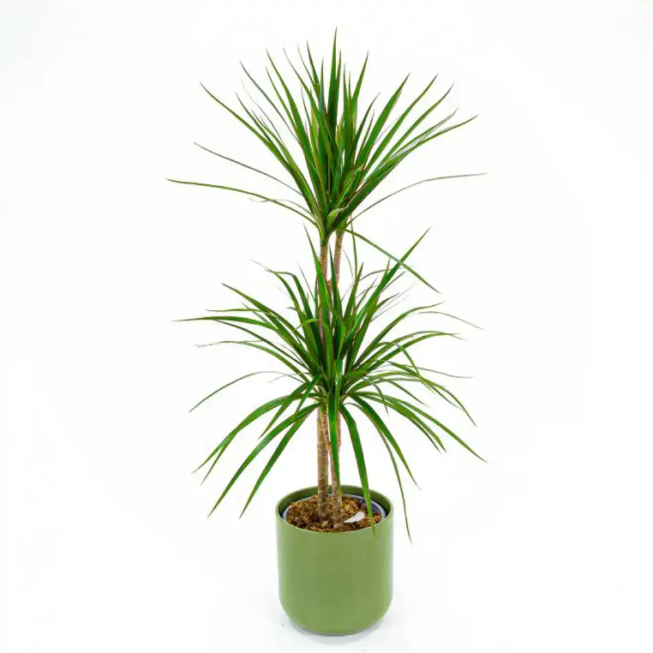 Dracaena Marginata