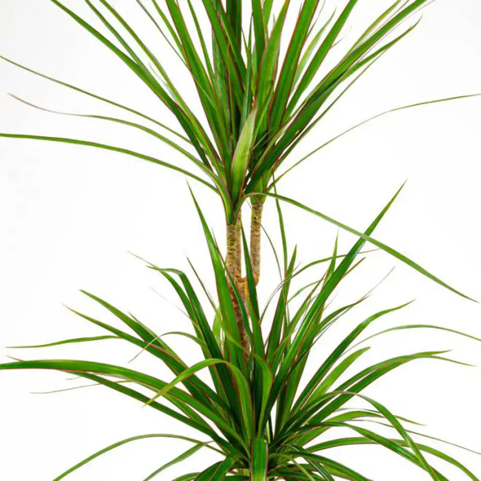 Dracaena Marginata