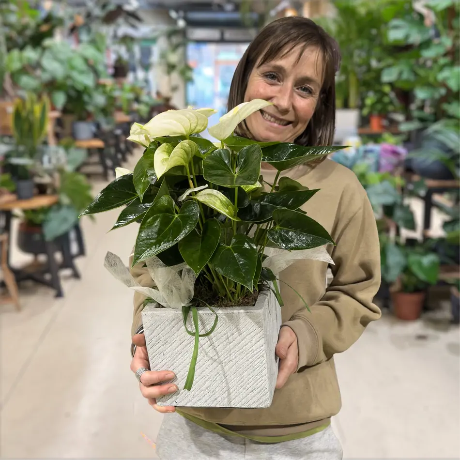 Elegante anthurium en base de fibra