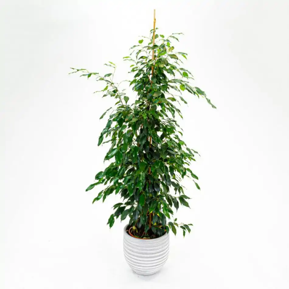 Ficus Benjamina