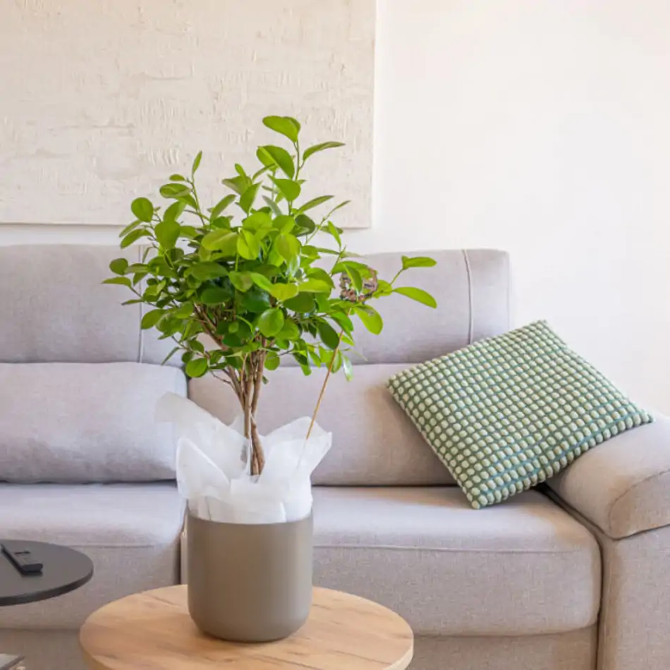 Ficus Moclame