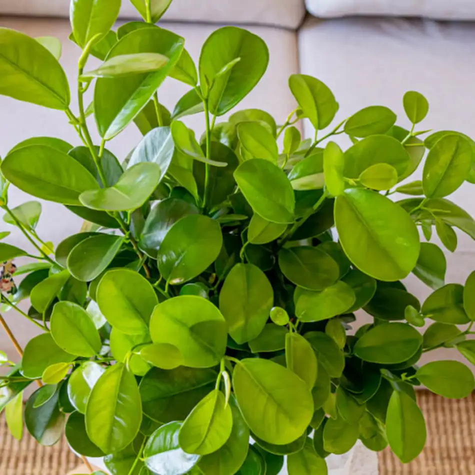 Ficus Moclame