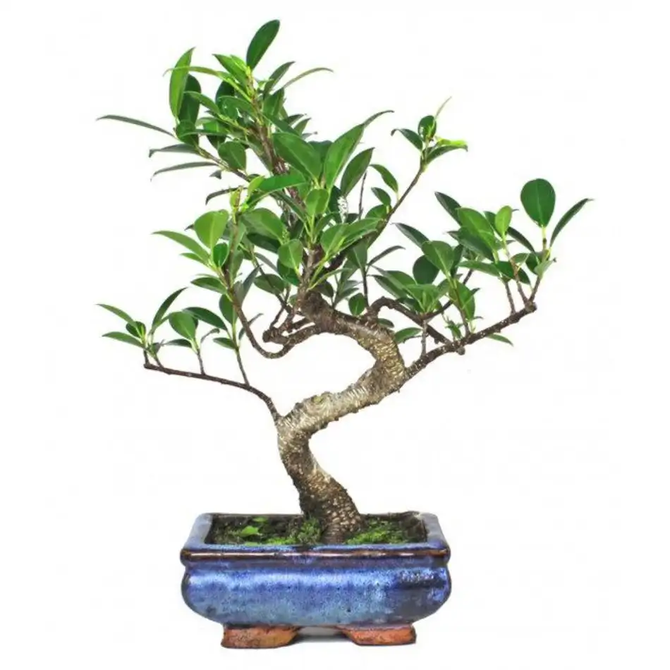 Ficus retusa