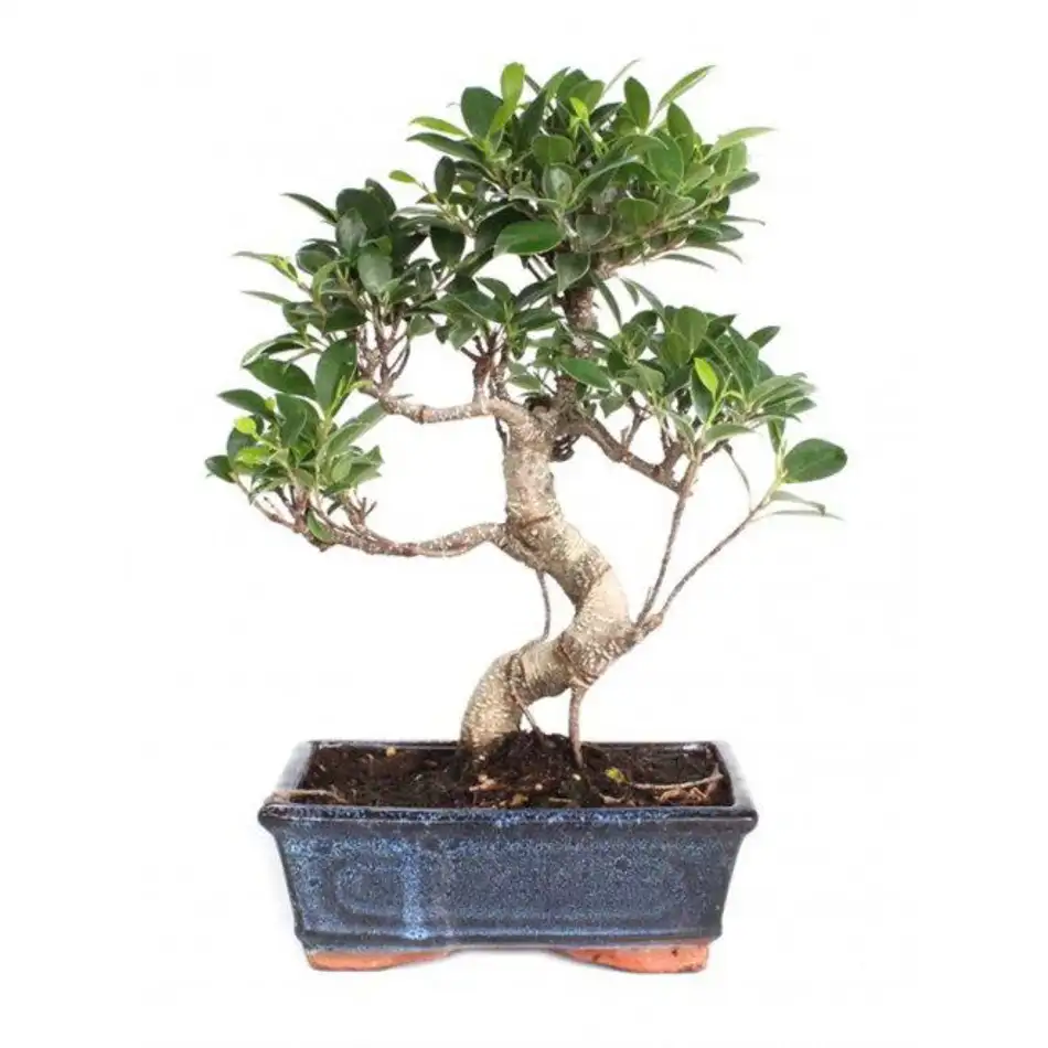 Ficus retusa