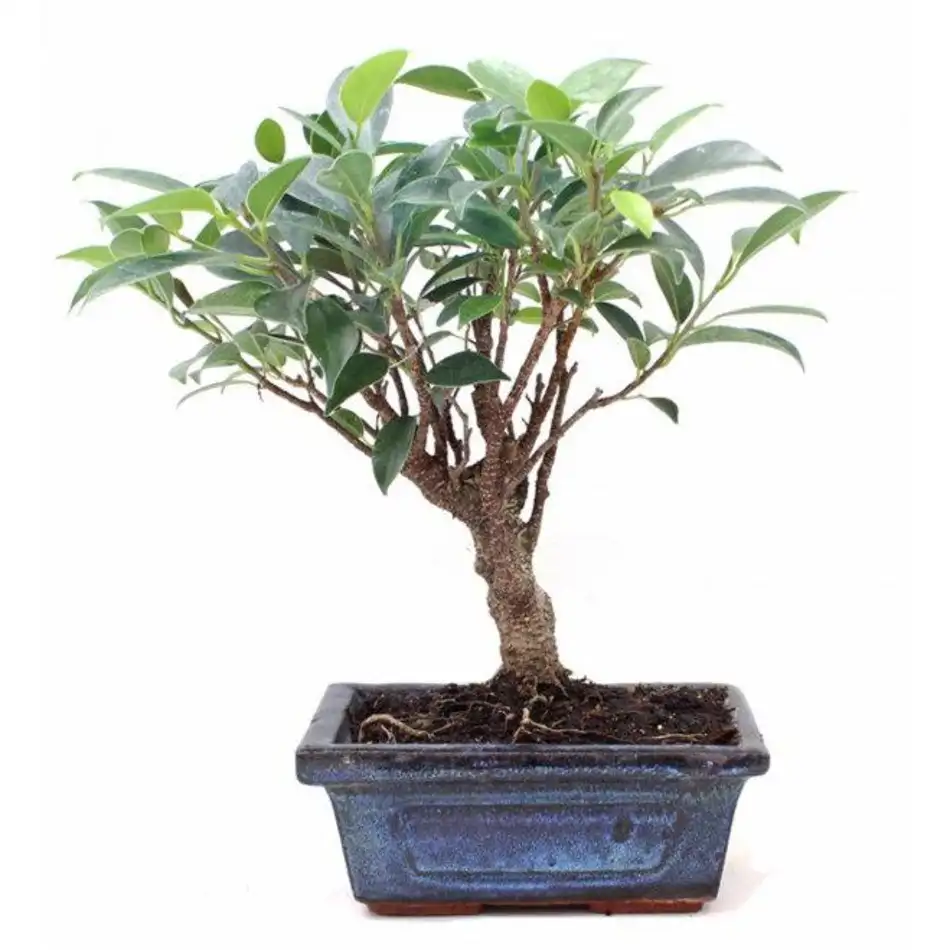 Ficus retusa