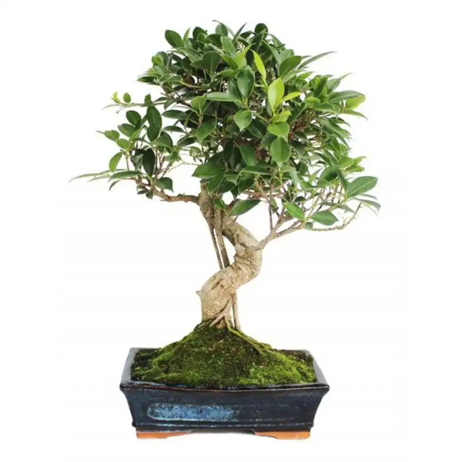 Ficus retusa