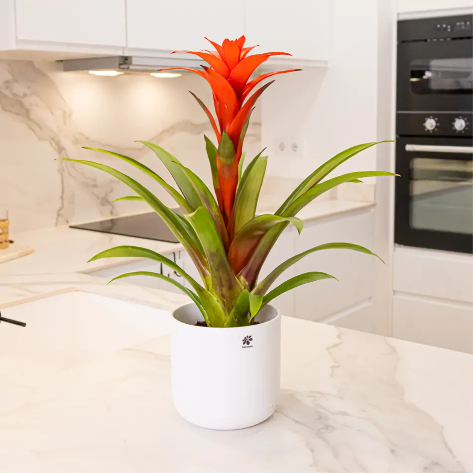 Guzmania