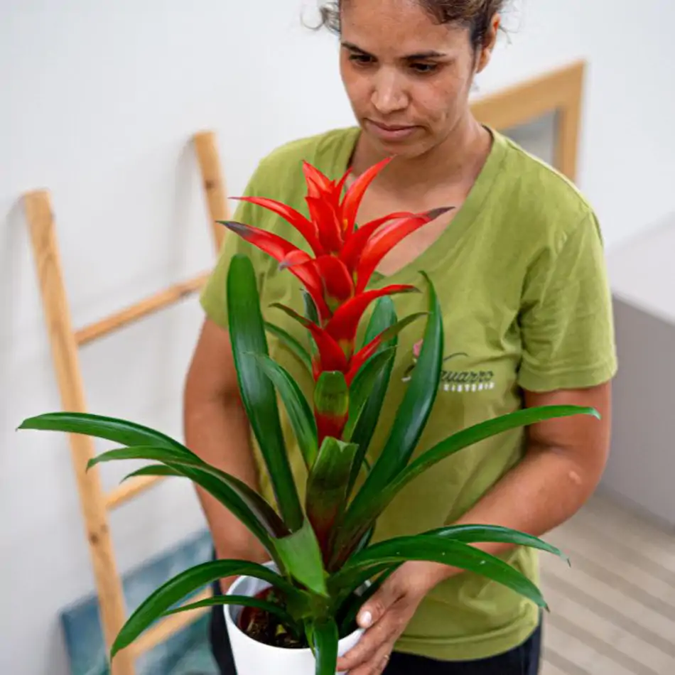 Guzmania