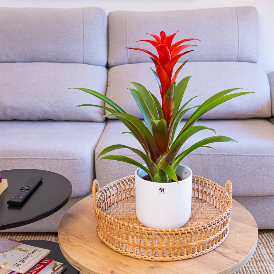 Guzmania