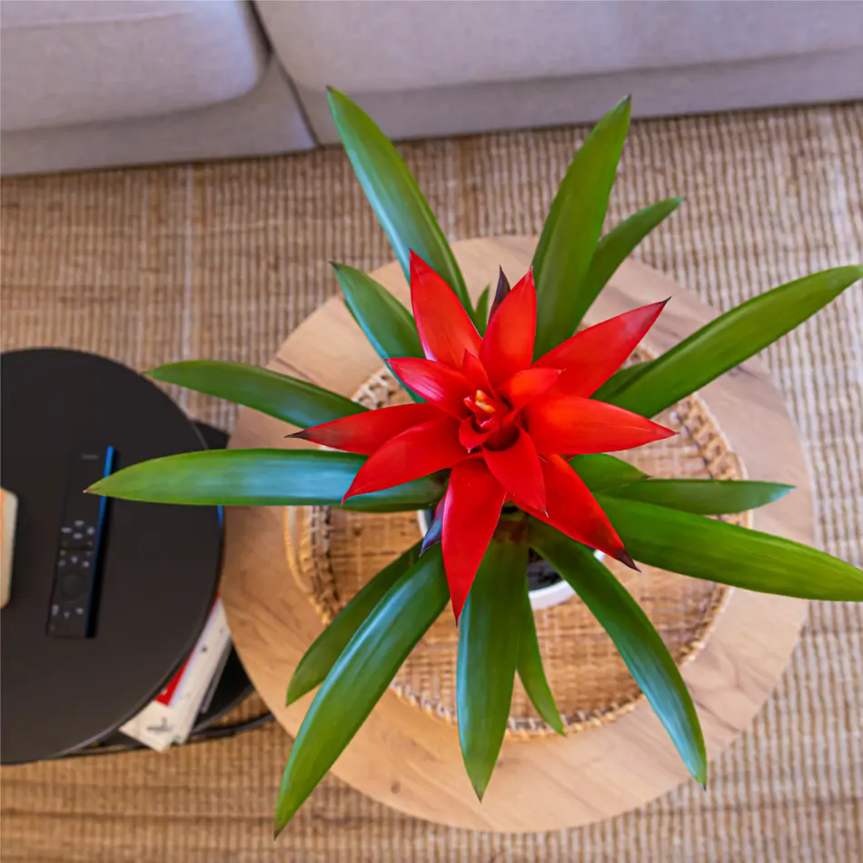 Guzmania