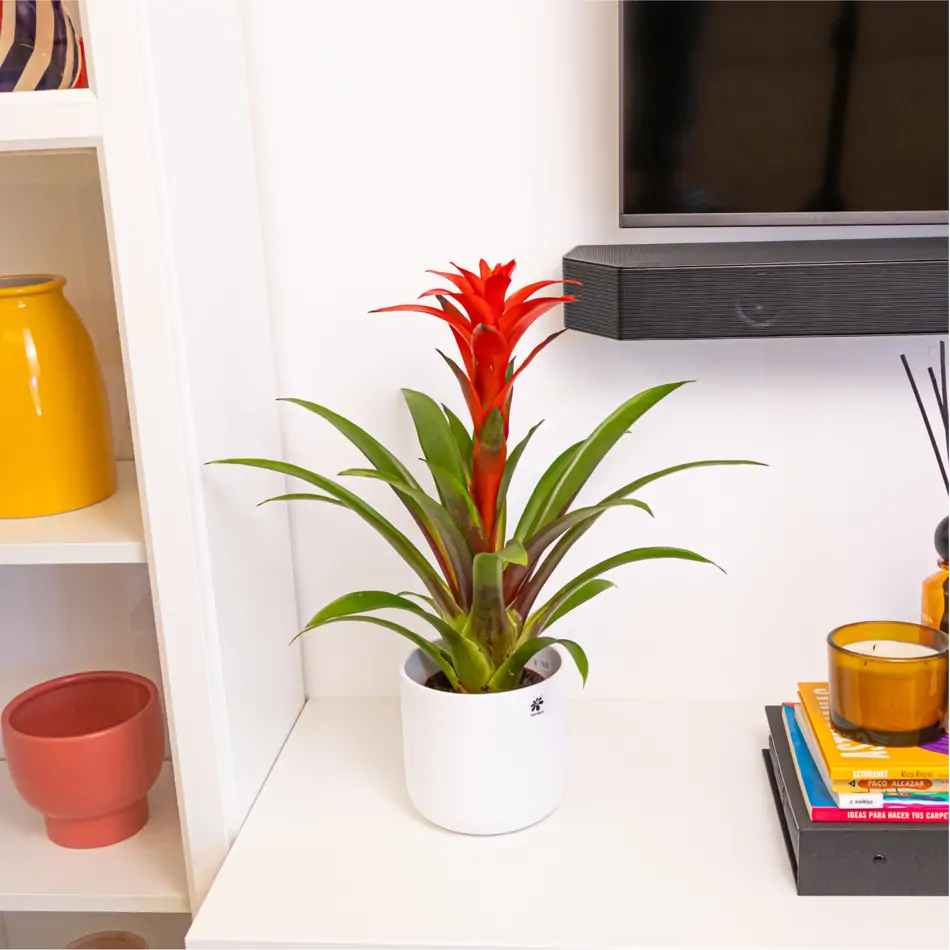 Guzmania