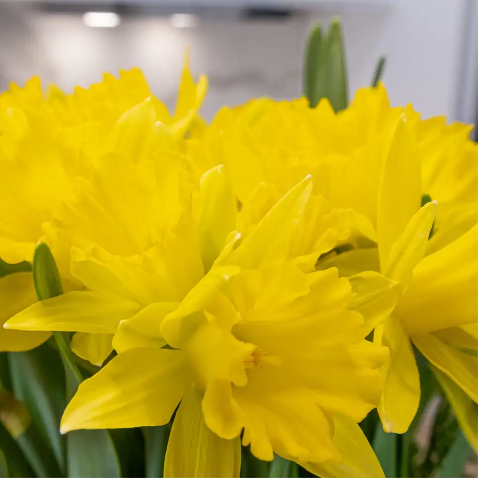 Jarrón con narcisos y verdes decorativos