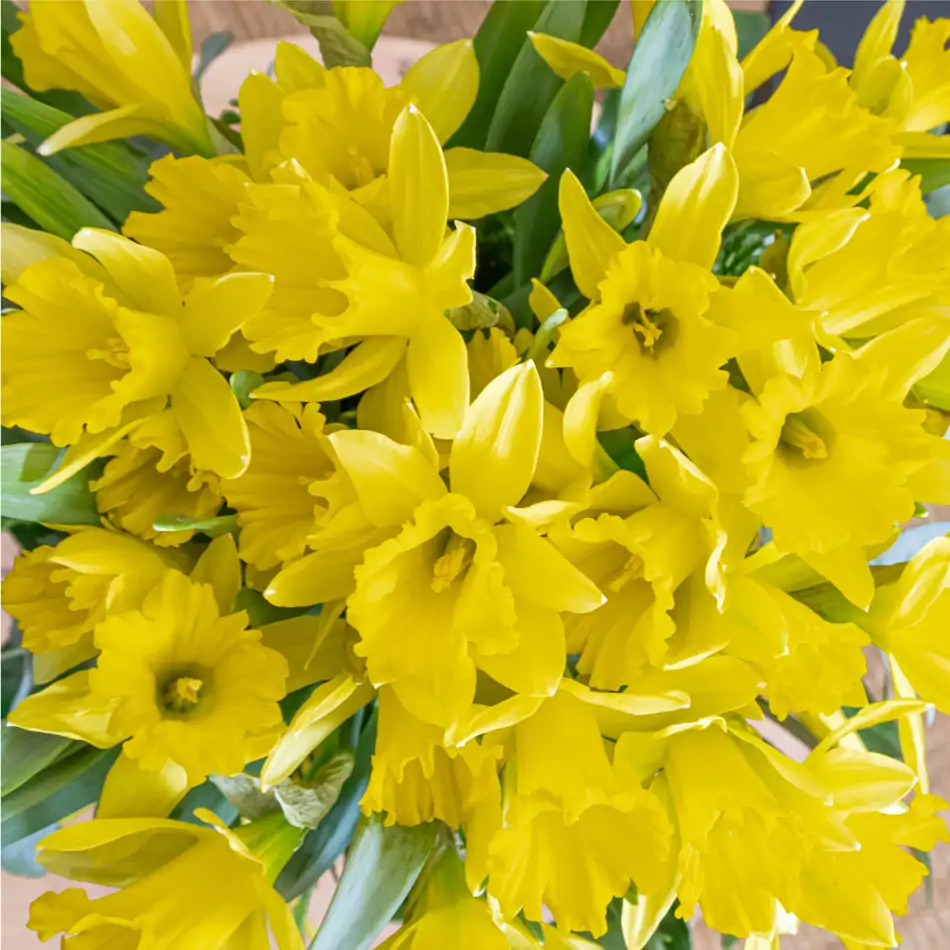 Jarrón con narcisos y verdes decorativos