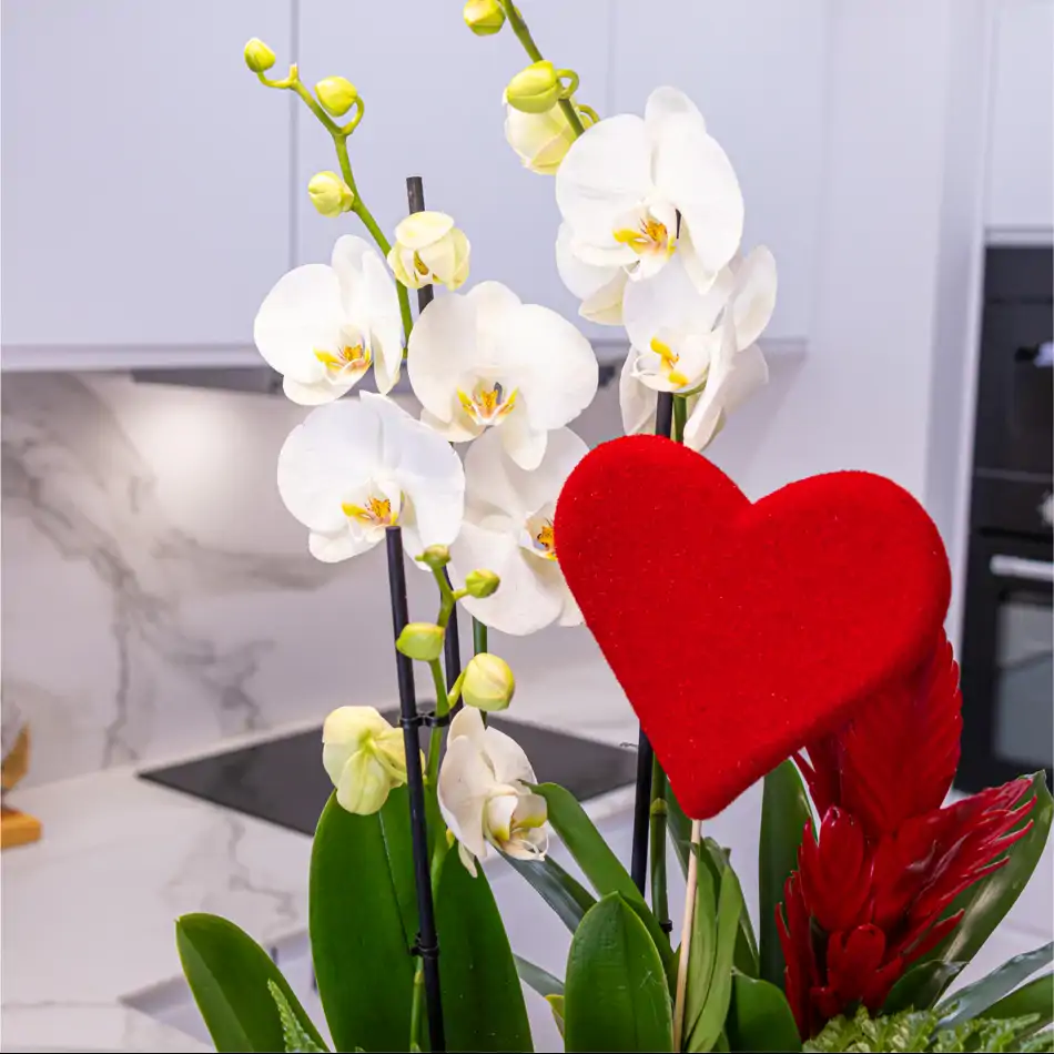 Jarrón de Cristal con Orquidea Phalaenopsis Blanca: Un Toque Sofisticado para San Valentín.SV7